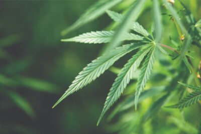 Cannabis