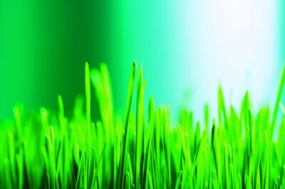 Green Grass