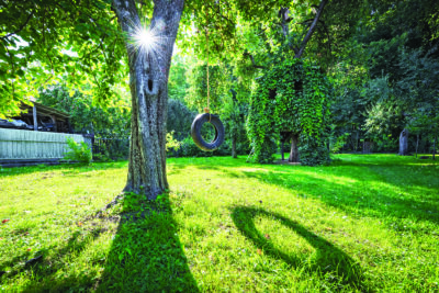 How to resolve boundary tree disputes in the GTA