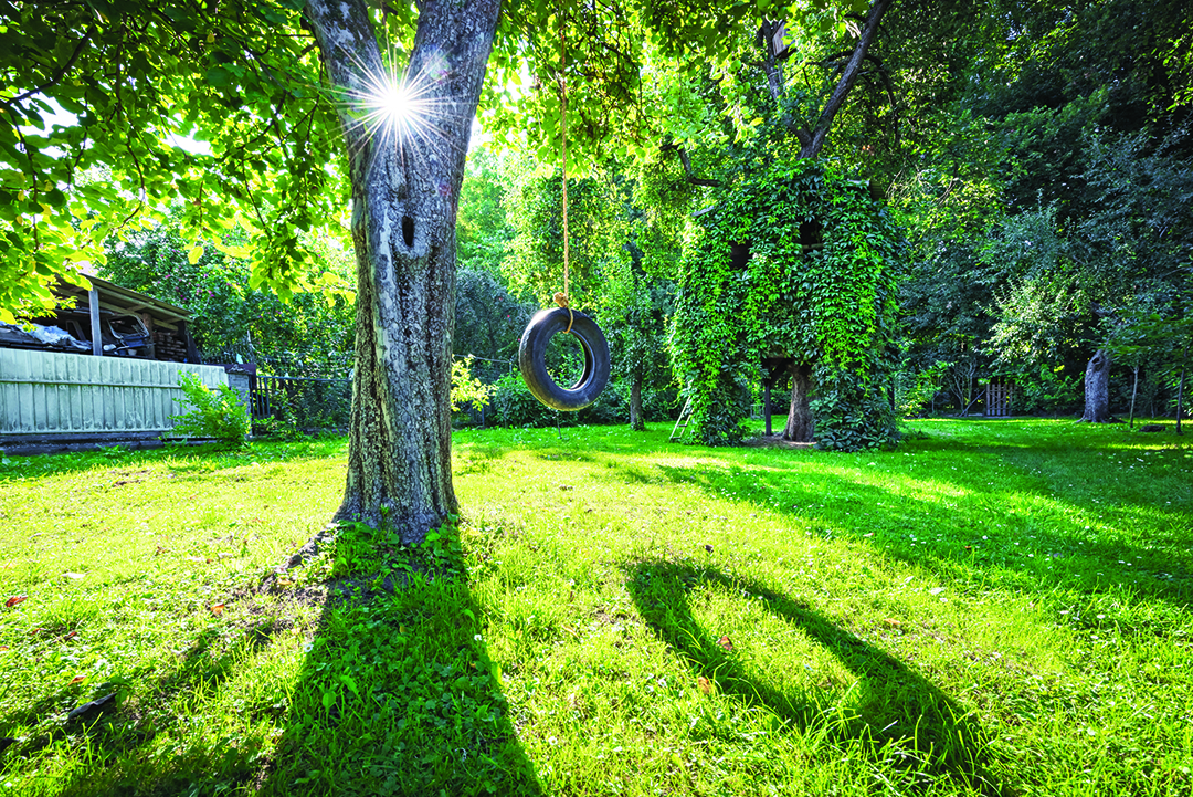 How to resolve boundary tree disputes in the GTA