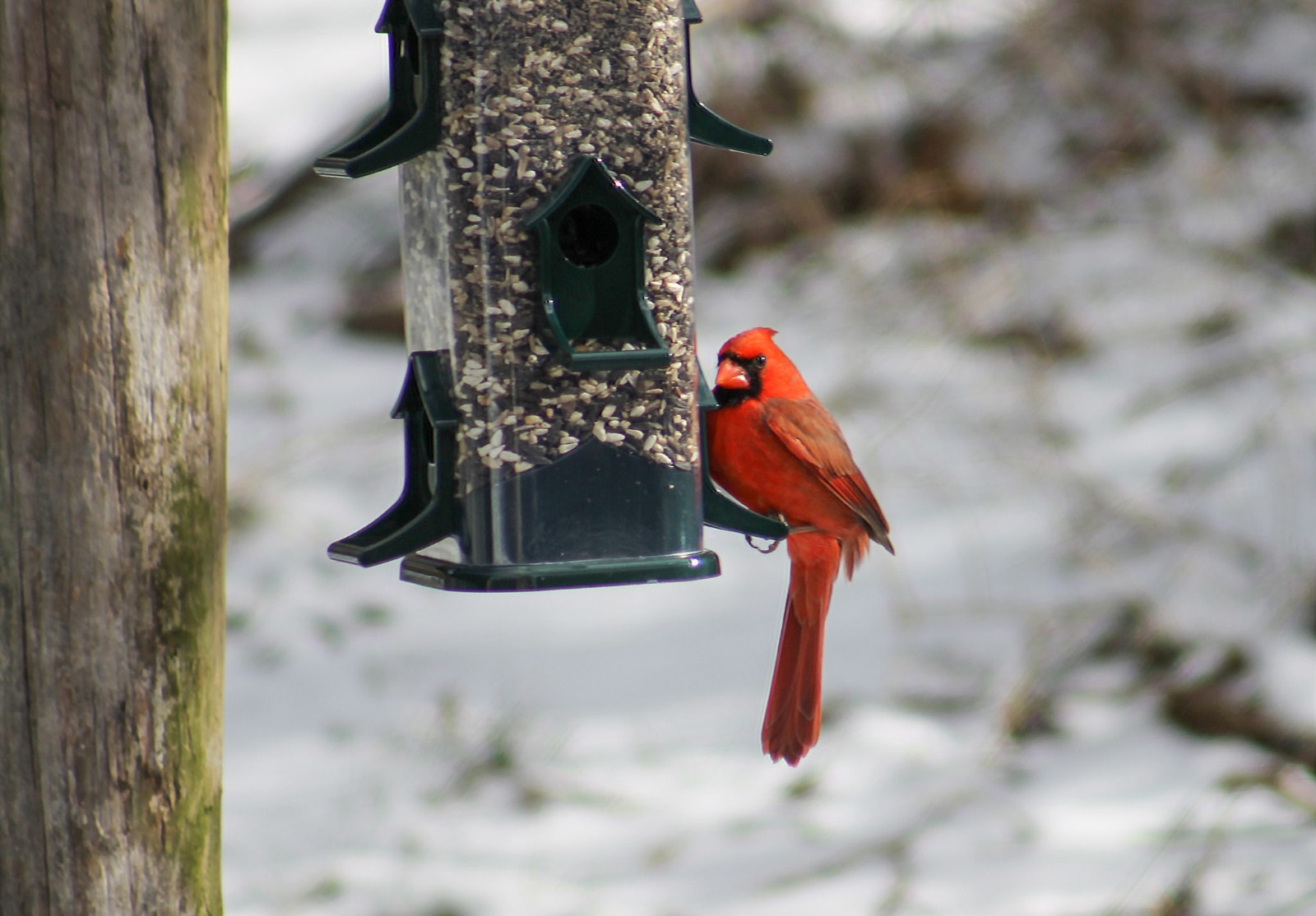One Way to Safely Have Visitors this Winter