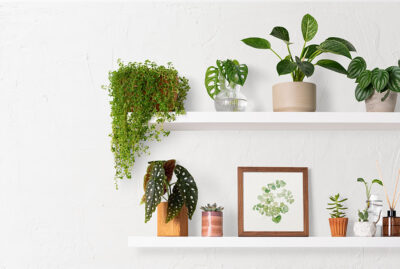 Spotlight On: Biophilic Design