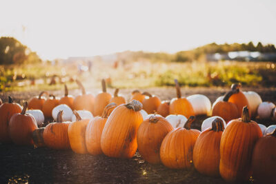 Pumpkin Season