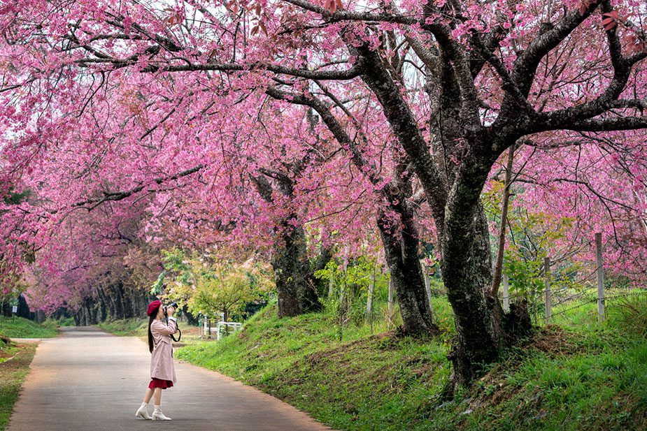 A woman takes a photo of the cherry blossoms at High Park in Toronto