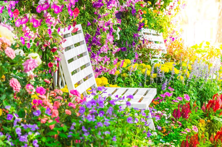 A lush summer garden in Toronto