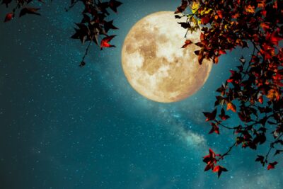 Midnight Autumn