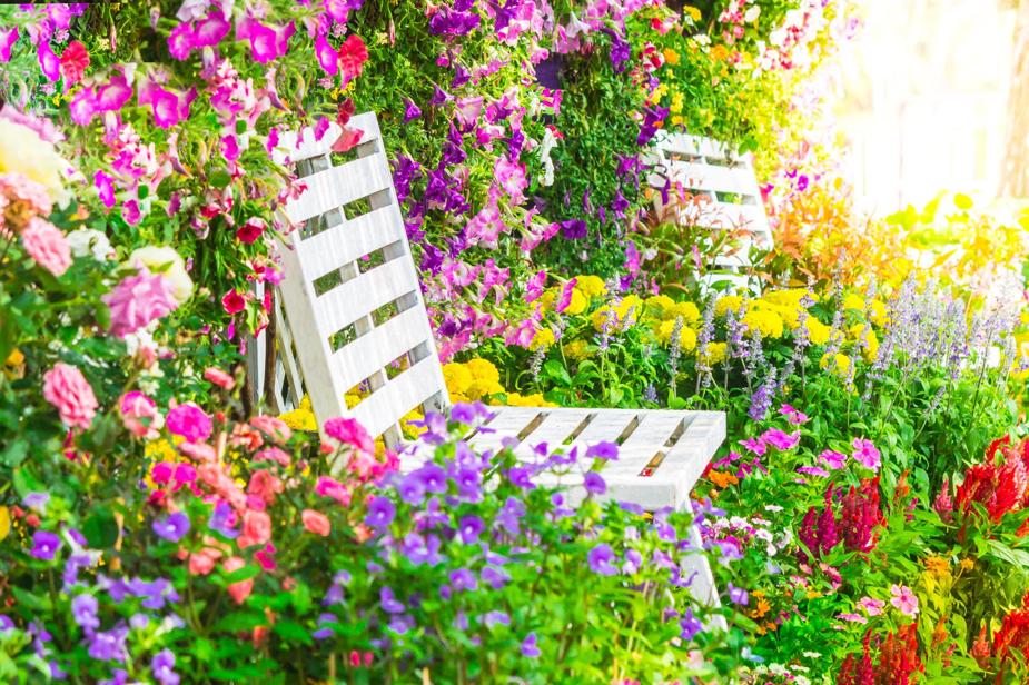 A lush summer garden in Toronto