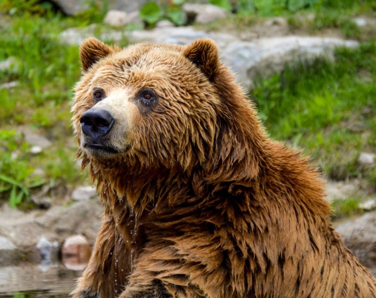 Bear