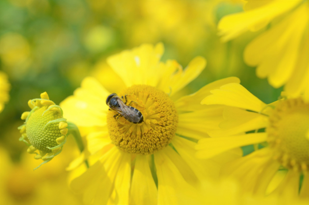 Bee