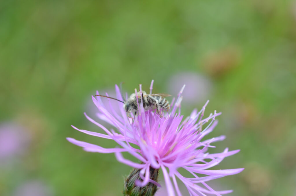 Bee