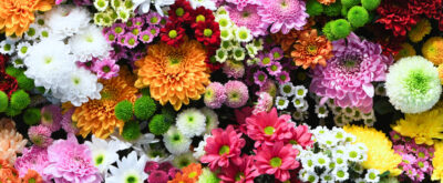 In Full Bloom
