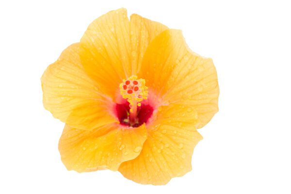 In Full Bloom